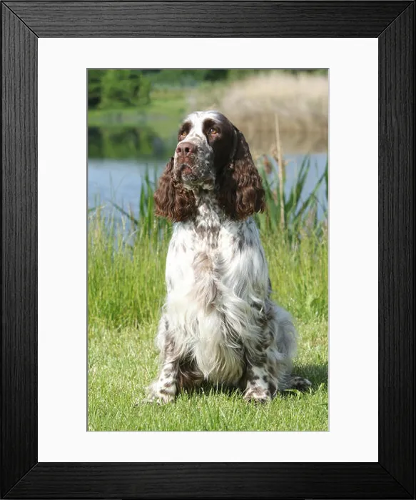 Framed Print : English Springer Spaniel. Adult male (3 years old) sitting next to a lake. Germany Framed Print : English Springer Spaniel. Adult male (3 years old) sitting next to a lake. Germany