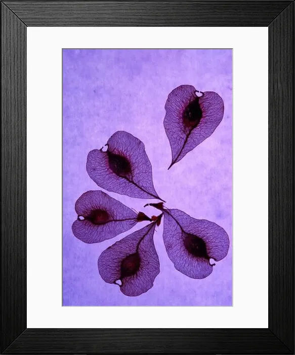 Framed Print : Waiting for the fifth in purple backlight lighting macro view Framed Print : Waiting for the fifth in purple backlight lighting macro view