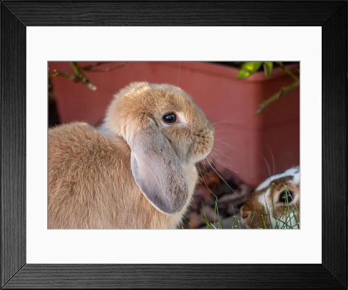 Framed Print : Brown Bunny Rabbit Sitting in Garden by Box Framed Print : Brown Bunny Rabbit Sitting in Garden by Box