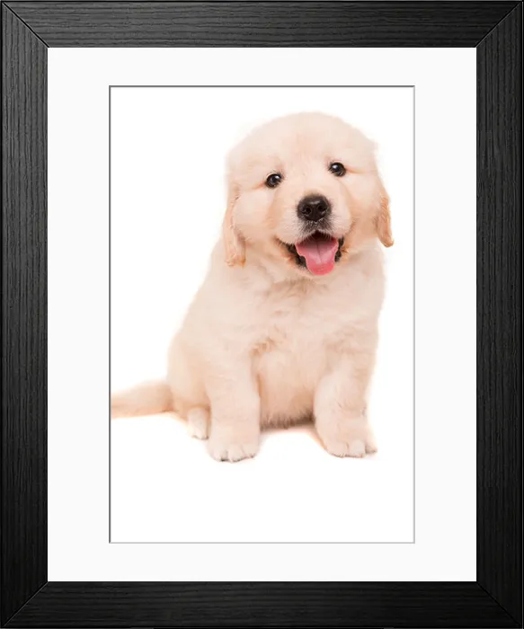 Framed Print : Studio photo of a baby golden retriever, isolated over a white background Framed Print : Studio photo of a baby golden retriever, isolated over a white background