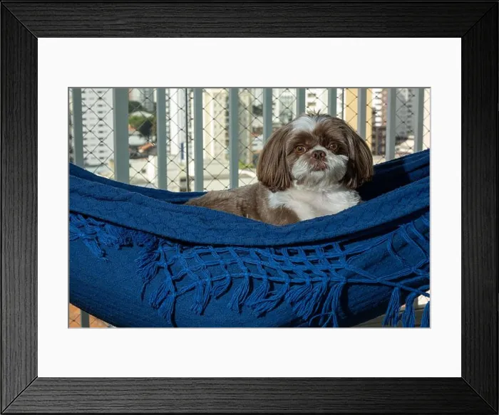 Framed Print : 3.5 year old Shih Tzu lying on a blue hammock and staring at the camera Framed Print : 3.5 year old Shih Tzu lying on a blue hammock and staring at the camera