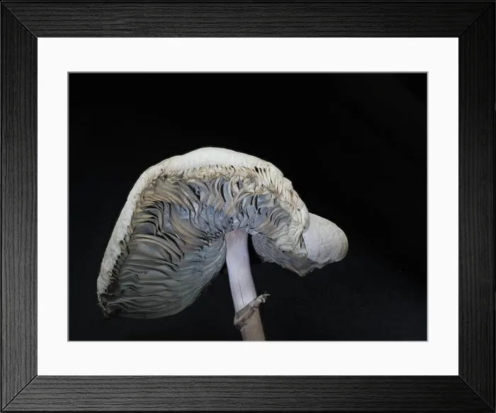 Framed Print : Close up the cap and upper stem of a toxic False Parasol or Chlorophyllum molybdites mushroom that causes vomiting Framed Print : Close up the cap and upper stem of a toxic False Parasol or Chlorophyllum molybdites mushroom that causes vomiting