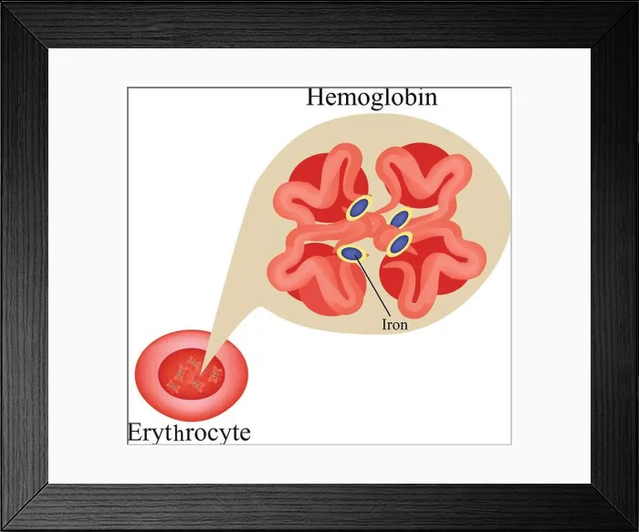 Framed Print : Hemoglobin within red blood cell. Erythrocyte. Hemoglobin. Infographics. Vector Illustration Framed Print : Hemoglobin within red blood cell. Erythrocyte. Hemoglobin. Infographics. Vector Illustration