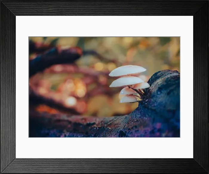 Framed Print : Closeup shot of porcelain mushrooms on a tree trunk on a blurred background Framed Print : Closeup shot of porcelain mushrooms on a tree trunk on a blurred background
