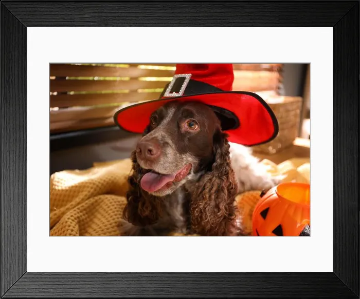 Framed Print : Adorable English Cocker Spaniel in witch hat on blanket indoors. Halloween costume for pet Framed Print : Adorable English Cocker Spaniel in witch hat on blanket indoors. Halloween costume for pet