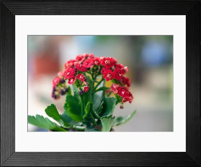 Framed Print : Potted Kalanchoe flowers (Kalanchoe blossfeldiana) Framed Print : Potted Kalanchoe flowers (Kalanchoe blossfeldiana)