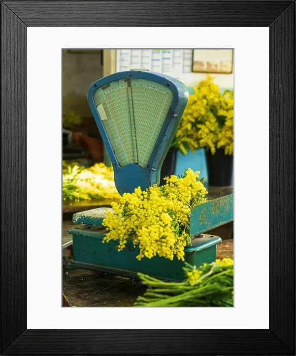 Framed Print : France, Alpes Maritimes, Mandelieu La Napoule, mimosa producer Patrice Pelazza, bouquet making workshop Framed Print : France, Alpes Maritimes, Mandelieu La Napoule, mimosa producer Patrice Pelazza, bouquet making workshop