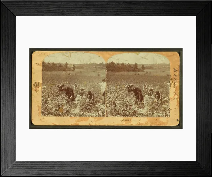 Framed Print : A stereoscopic photograph showing workers picking cotton in a field Framed Print : A stereoscopic photograph showing workers picking cotton in a field