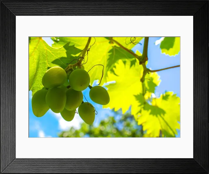 Framed Print : White green grapes hanging on a bush in a sunny beautiful day. Grapes against the blue sky. Beautiful grape leaves Framed Print : White green grapes hanging on a bush in a sunny beautiful day. Grapes against the blue sky. Beautiful grape leaves