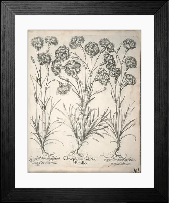 Framed Print : An illustration from *Hortus Eystettensis* Framed Print : An illustration from *Hortus Eystettensis*