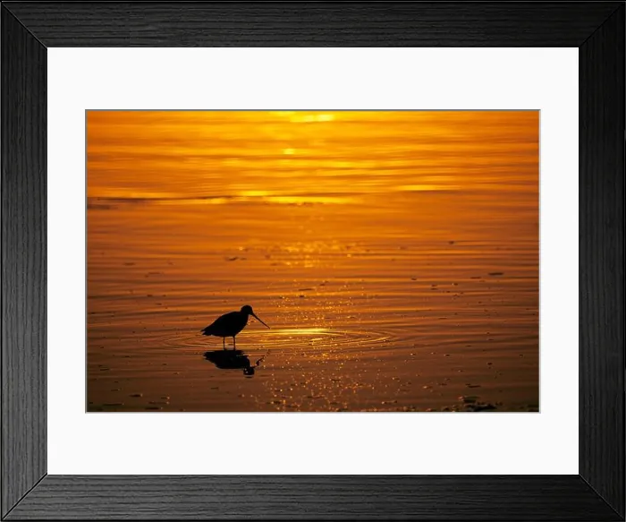 Framed Print : Shorebird sunset, Mission Bay Park, San Diego, California Framed Print : Shorebird sunset, Mission Bay Park, San Diego, California