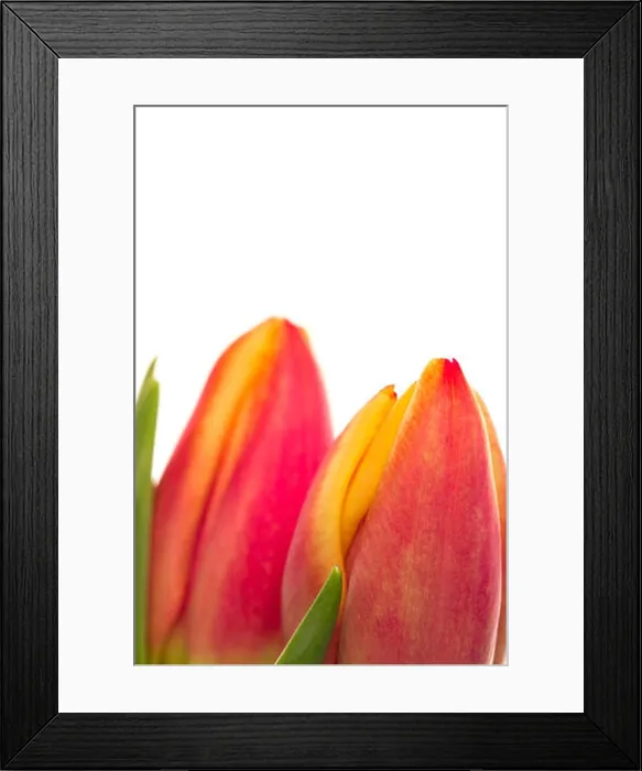 Framed Print : Two pink and yellow tulips close up Framed Print : Two pink and yellow tulips close up