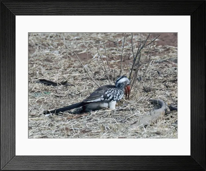 Framed Print : Southern red-billed hornbill, Mopanetoko Framed Print : Southern red-billed hornbill, Mopanetoko