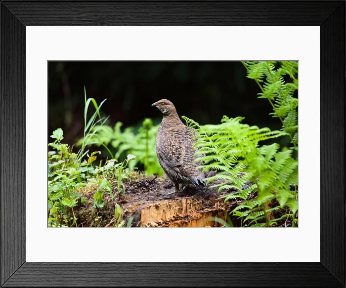 Framed Print : Spruce Grouse (Falcipennis canadensis franklinii), female, Mitkof Island, Southeast-Alaska, Alaska, USA, North America Framed Print : Spruce Grouse (Falcipennis canadensis franklinii), female, Mitkof Island, Southeast-Alaska, Alaska, USA, North America
