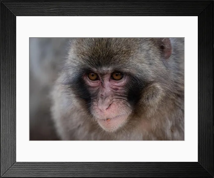 Framed Print : macaque monkey at Arashiyama monkey park, Kyoto, Japan Framed Print : macaque monkey at Arashiyama monkey park, Kyoto, Japan