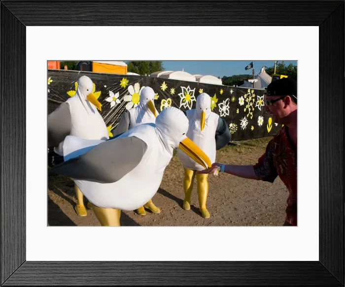 Framed Print : 2010 Glastonbury Festival of Contemporary Performing Arts festival flock seagull seagulls beak feed bird avian Framed Print : 2010 Glastonbury Festival of Contemporary Performing Arts festival flock seagull seagulls beak feed bird avian