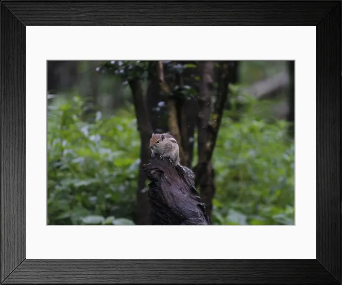 Framed Print : Squirrel viewing it's world Framed Print : Squirrel viewing it's world