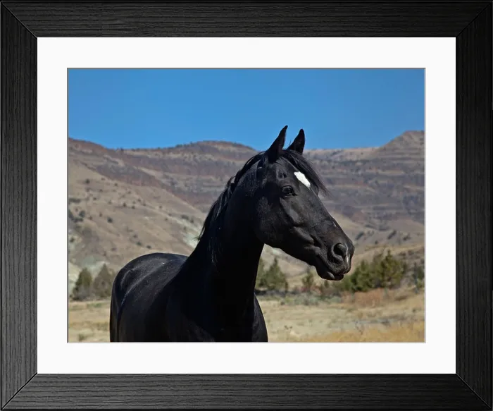 Framed Print : Head and shoulders of a black horse with white star, ears pricked with hills behind