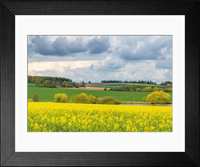 Framed Print : Spring fields of Europe, covered in bright yellow canola flowers Framed Print : Spring fields of Europe, covered in bright yellow canola flowers