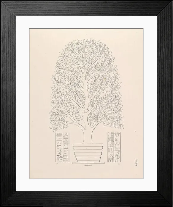 Framed Print : Arabian Incense Tree from the book The fleet of an Egyptian queen from the XVII Framed Print : Arabian Incense Tree from the book The fleet of an Egyptian queen from the XVII