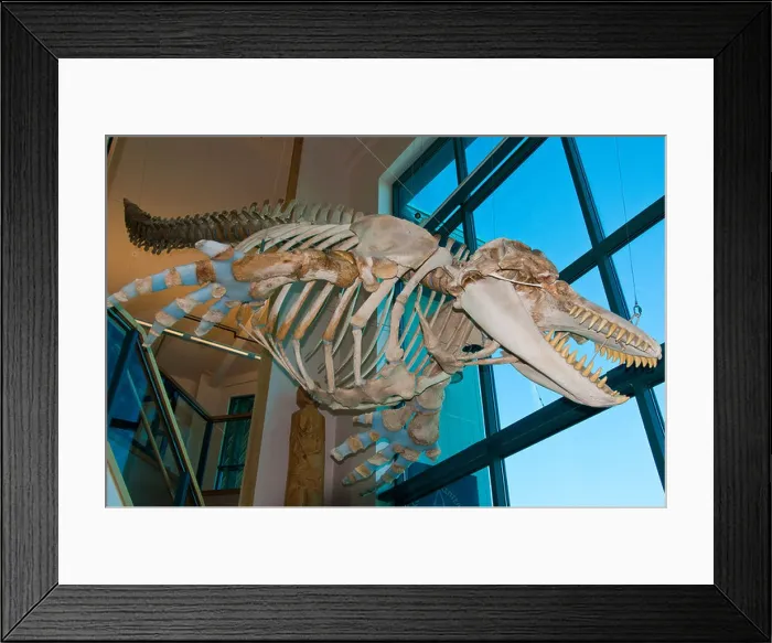 Framed Print : Orca skeleton, Ilanka Cultural Center, Cordova, Alaska Framed Print : Orca skeleton, Ilanka Cultural Center, Cordova, Alaska