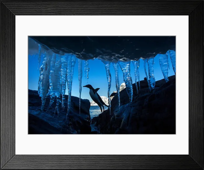 Framed Print : Antarctica, Petermann Island Framed Print : Antarctica, Petermann Island
