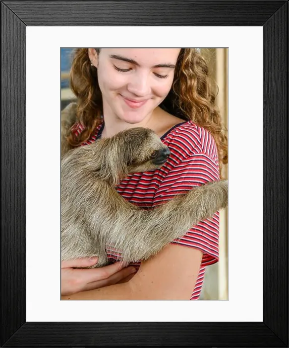 Framed Print : Young woman holding a sloth at a Sloth sanctuary; Roatan, Bay Islands, Honduras Framed Print : Young woman holding a sloth at a Sloth sanctuary; Roatan, Bay Islands, Honduras