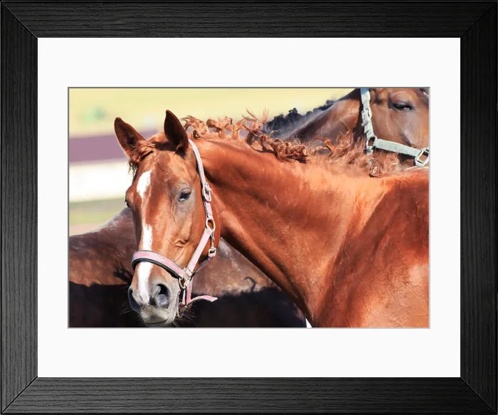 Framed Print : Trakehner mare breed. Beautiful portrait Framed Print : Trakehner mare breed. Beautiful portrait