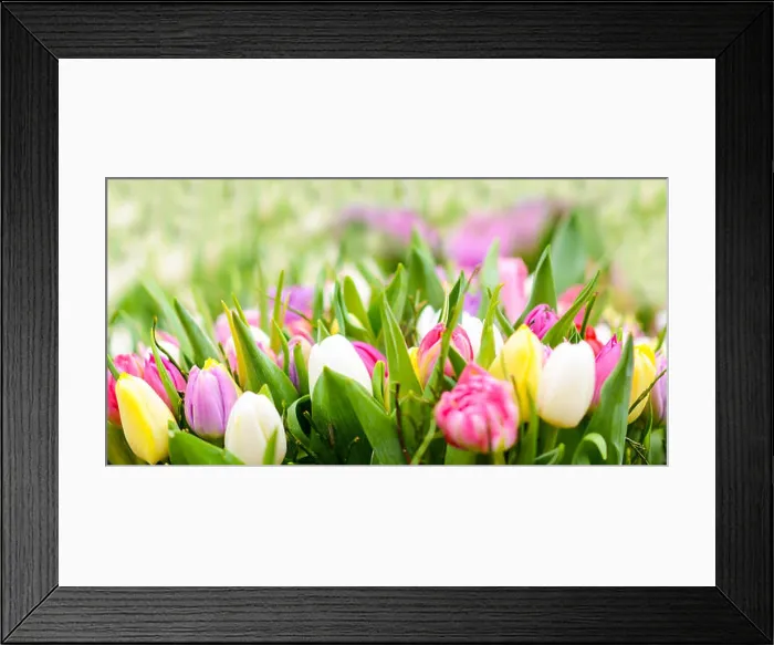 Framed Print : Tulips filed close up Framed Print : Tulips filed close up