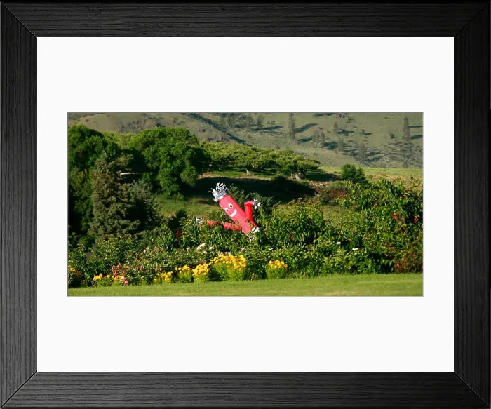 Framed Print : Air driven scarecrows are used to try to deter birds from eating ripe cherries in Chelan cherry orchards