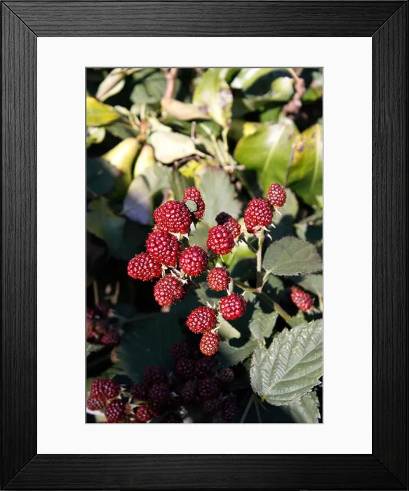 Framed Print : RIPENING BLACKBERRIES. DRUBS FRUTICOSUS Framed Print : RIPENING BLACKBERRIES. DRUBS FRUTICOSUS