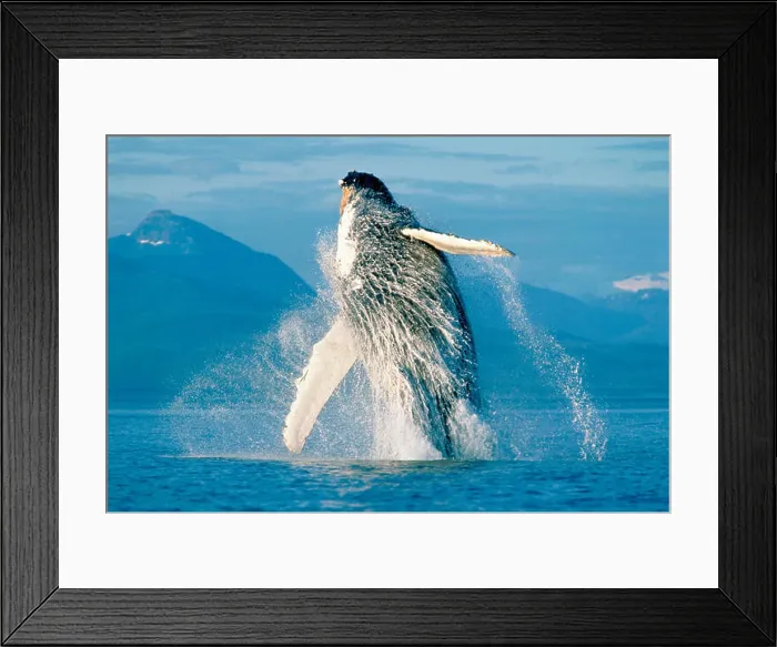 Framed Print : Humpback Whale breaching in Alaska Framed Print : Humpback Whale breaching in Alaska