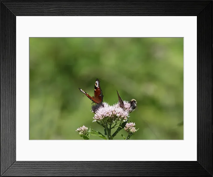 Framed Print : Butterflies and bumblebees on a flower (common carder bee, Inachis io, European Peacock) Framed Print : Butterflies and bumblebees on a flower (common carder bee, Inachis io, European Peacock)