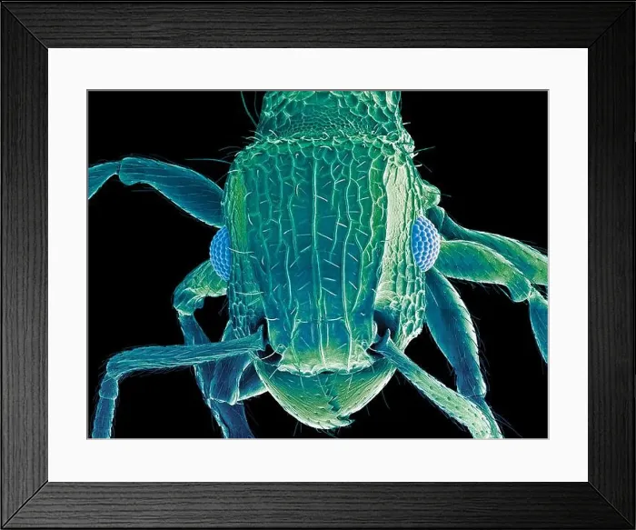 Framed Print : Ant head. Coloured scanning electron micrograph (SEM) of the head of an ant (family Formicidae) Framed Print : Ant head. Coloured scanning electron micrograph (SEM) of the head of an ant (family Formicidae)