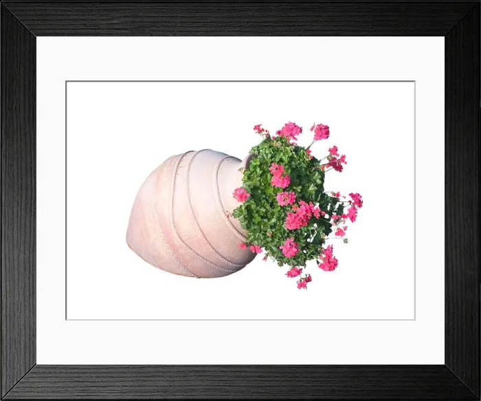 Framed Print : Pink geranium flowers in terracotta vase outdoors Framed Print : Pink geranium flowers in terracotta vase outdoors