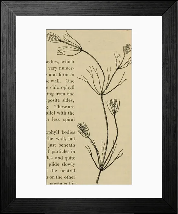 Framed Print : This 1898 textbook on elementary botany introduces students to the basic principles of plant biology Framed Print : This 1898 textbook on elementary botany introduces students to the basic principles of plant biology