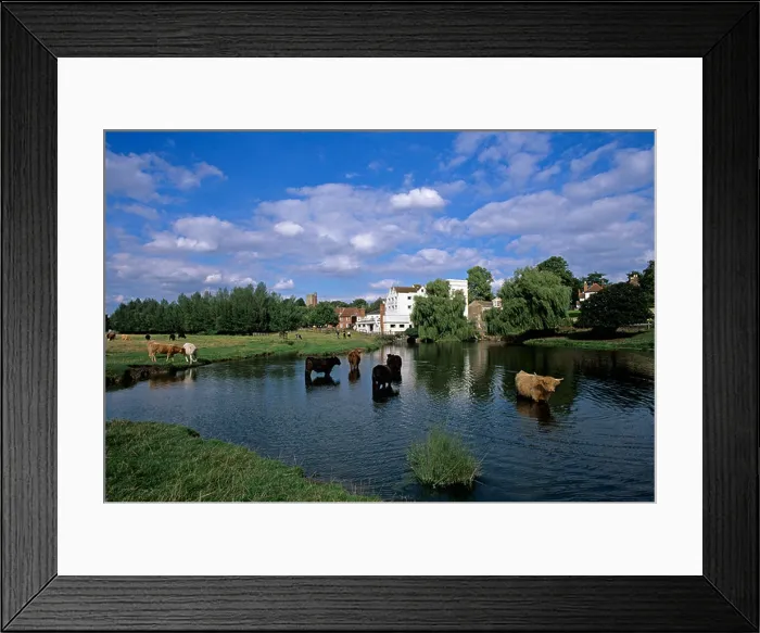 Framed Print : Cattle cooling in Mill Pond Sudbury Framed Print : Cattle cooling in Mill Pond Sudbury