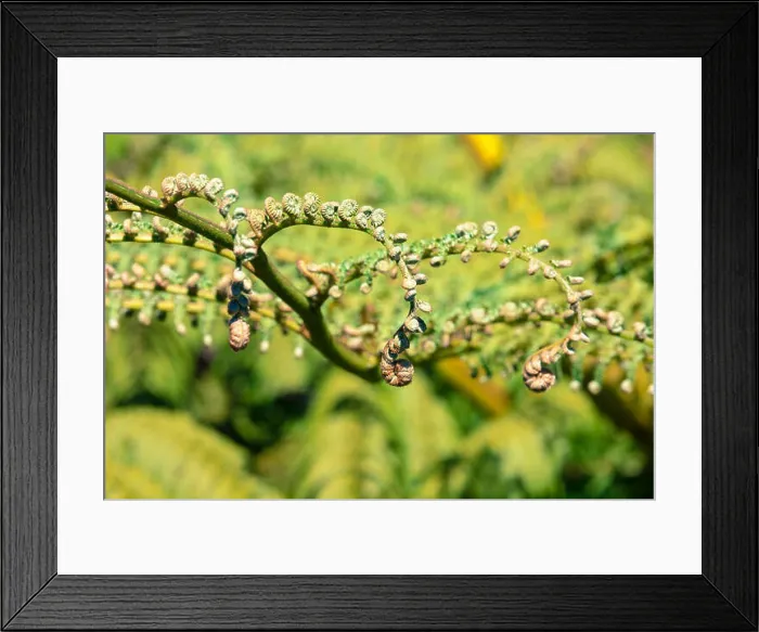 Framed Print : Unravelling fern frond closeup, one of New Zealand symbols Framed Print : Unravelling fern frond closeup, one of New Zealand symbols