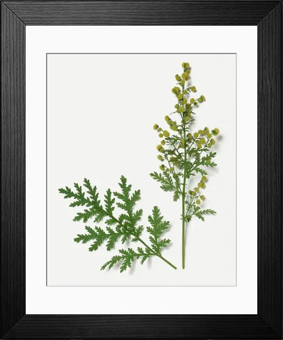 Framed Print : Artemisia annua (Sweet Wormwood) with green leaves and small yellow flowerheads on stems Framed Print : Artemisia annua (Sweet Wormwood) with green leaves and small yellow flowerheads on stems