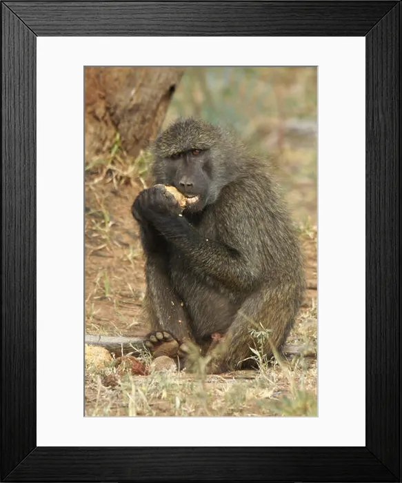Framed Print : Olive baboon eating fruit of doum palm, Samburu Game Reserve, Kenya Framed Print : Olive baboon eating fruit of doum palm, Samburu Game Reserve, Kenya