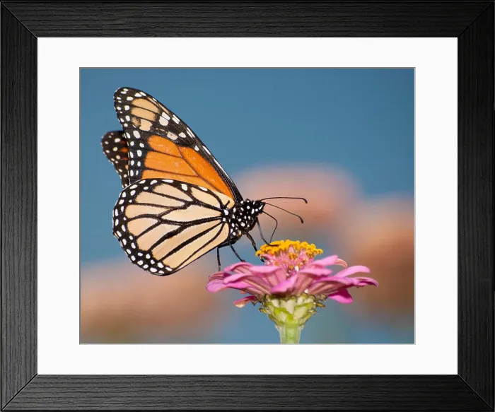 Framed Print : Colorful migrating Monarch butterfly feeding against blue sky Framed Print : Colorful migrating Monarch butterfly feeding against blue sky
