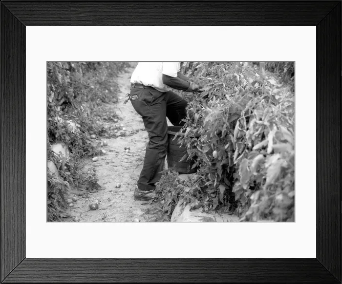 Framed Print : A farm worker picks tomatoes in a field in Immokalee. row agriculture workers immigrants latinos Framed Print : A farm worker picks tomatoes in a field in Immokalee. row agriculture workers immigrants latinos