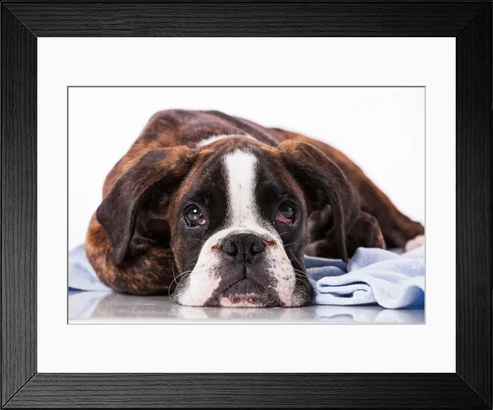 Framed Print : Boxer dog at studio Framed Print : Boxer dog at studio
