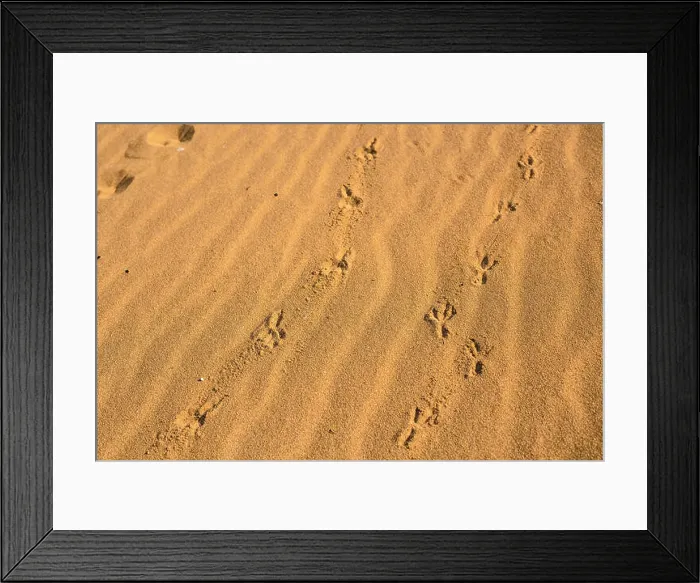 Framed Print : Birds footprints on sand beach in sunny day Framed Print : Birds footprints on sand beach in sunny day