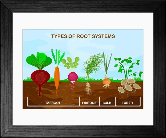 Framed Print : Types root systems of plants.Taproot Framed Print : Types root systems of plants.Taproot