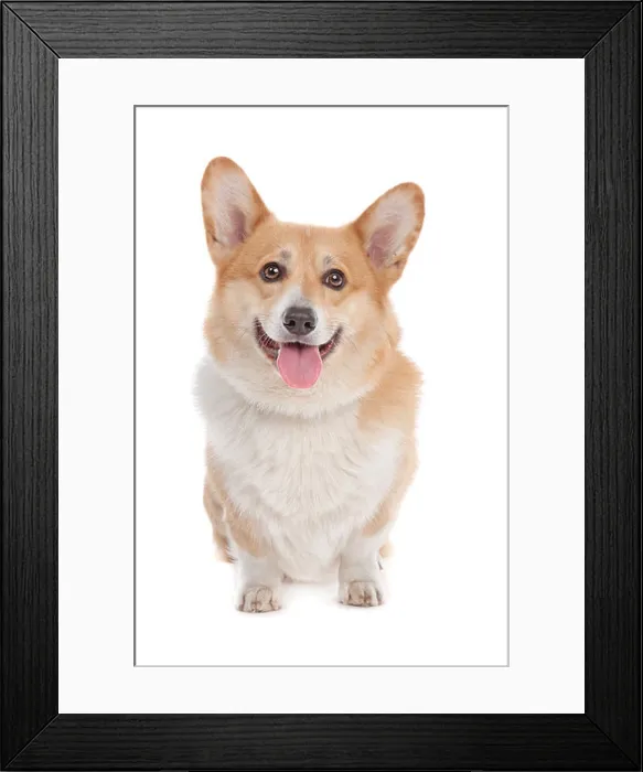 Framed Print : Pembroke Welsh Corgi in front of a white background Framed Print : Pembroke Welsh Corgi in front of a white background
