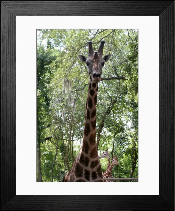 Framed Print : Giraffe in Louisiana Swamp at Audubon Zoo New Orleans Louisiana USA Framed Print : Giraffe in Louisiana Swamp at Audubon Zoo New Orleans Louisiana USA