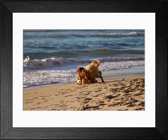Framed Print : Dogs playing on Llandudno beach, Cape Town Framed Print : Dogs playing on Llandudno beach, Cape Town