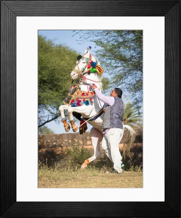 Framed Print : Marwari Horse. Grey stallion in beautiful harness performing a courbette in-hand. Traditional horse dance, India Framed Print : Marwari Horse. Grey stallion in beautiful harness performing a courbette in-hand. Traditional horse dance, India