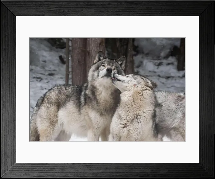 Framed Print : Two grey wolves showing affection to each other. One is licking the other one's face. Snowy forest in the background Framed Print : Two grey wolves showing affection to each other. One is licking the other one's face. Snowy forest in the background